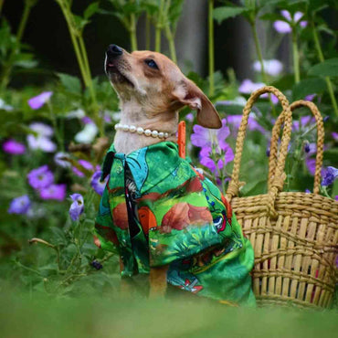 DogsMart Dino Rockstar All Weather T Shirt For Dogs-1