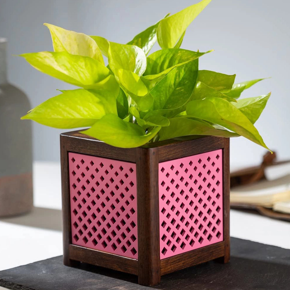 Point of Hue QUBO Pink Dotted Planter Pot