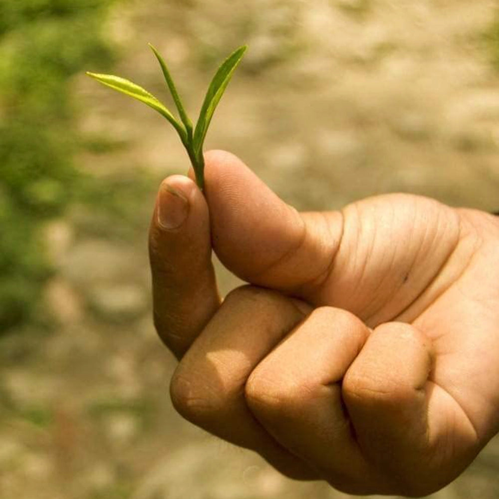 Samtripti Super Leaf Green Tea (50 Grams )-3